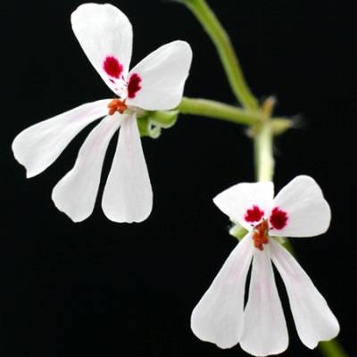 5 Pelargonium elongatum Seeds - Upright Coconut Geranium - Indigenous Shrub Seeds