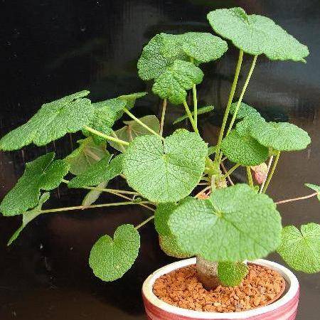 5 Pelargonium cotyledonis Seeds - Geranium - Succulent - Bonsai