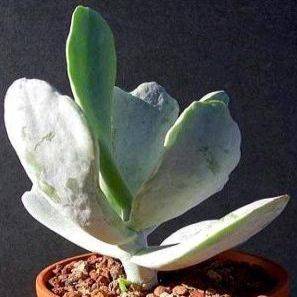 Medicinal - Remove Warts & Cotyledon orbiculata var oblonga Seeds - Indigenous Succulents