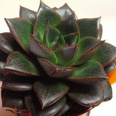 10 Echeveria purpusorum / Urbinia purpusii Seeds - Buy Succulent Seeds From Africa