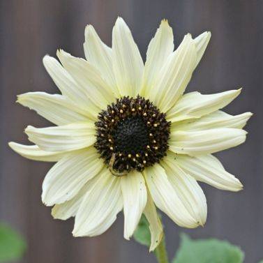 5 Helianthus debilis Italian White Sunflower Seeds - Combined Shipping Worldwide - Annual Seeds
