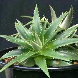 5 Dyckia brevifolia Seeds - Pineapple Dyckia - Pineapple Bromeliad - Exotic Succulent Plant Seeds
