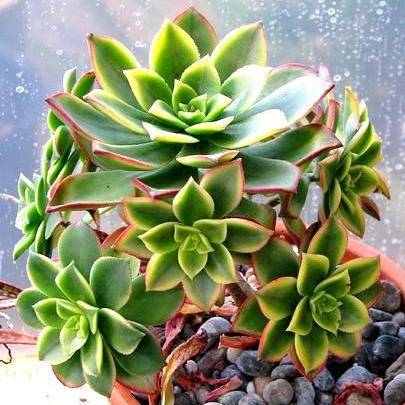 Aeonium haworthii cv. Kiwi f. variegata Plants - Live Succulent Plants