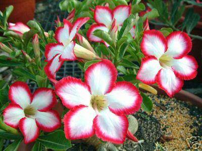 Adenium obesum var. Super Noble Concubine - A STUNNING HYBRID - HAND POLLINATED SUCCULENTS SEED