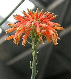 Aloe grandidentata Seeds - Dwarf Soap Aloe - Indigenous Succulents
