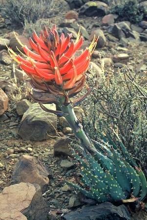 Aloe longistyla Seeds - Indigenous Succulents