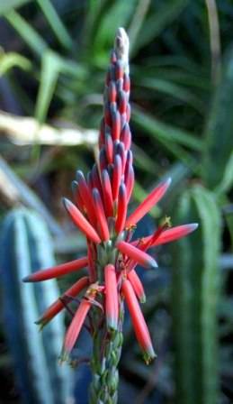 Aloe suprafoliata Seeds - Boekaalwyn or Book Aloe - Indigenous Succulents