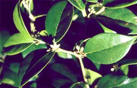 Cassinopsis ilicifolia Seeds - Lemon-thorn or Lemoentjiedoring - Indigenous Evergreen Shrub