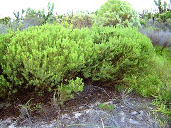 10 Honeybush Tea - Cyclopia genistoides Seeds - Indigenous Medicinal Herb Seeds