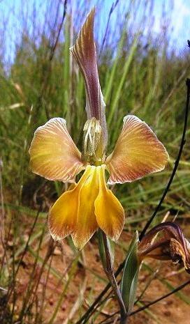 Gladiolus virescens var virescens Seeds - Indigenous Bulbs Seeds