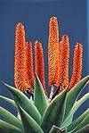 Aloe ferox Seeds - Bitter Aloe - Indigenous Succulents