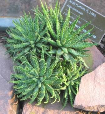 Aloe humilis Seeds - Spider Aloe - Indigenous Succulents