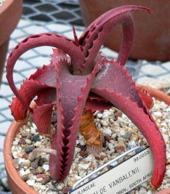 Aloe vanbalenii Seeds - Succulents