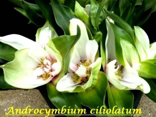Androcymbium ciliolatum Seeds - Indigenous Bulbs Seeds