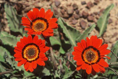 Arctotis gumbletonii Seeds - Indigenous Perennial - Combined Global Shipping