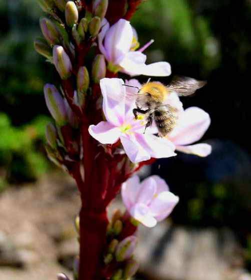 Aristea major pink Seeds - Sow Autumn - Evergreen Indigenous Bulbs Seeds
