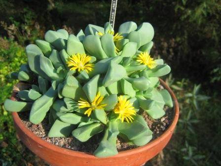 20+ Bijlia cana Seeds ~ Prince Albert Mesemb - Indigenous Succulents