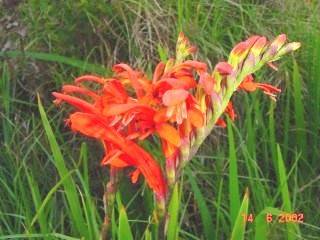 Chasmanthe aethiopica Seeds - Sow Autumn - Indigenous Bulbs Seeds