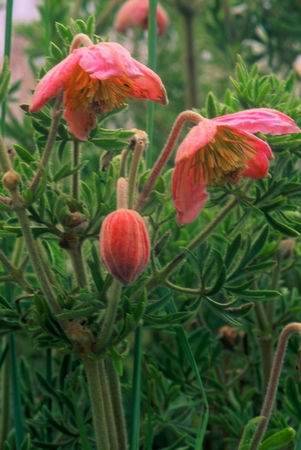 Clematopsis scabiosifolia Seeds - Indigenous