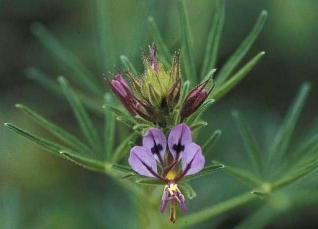 10 Cleome hirta Seeds - Indigenous Annual - Flat Ship Rate - International Shipping - Massive Range