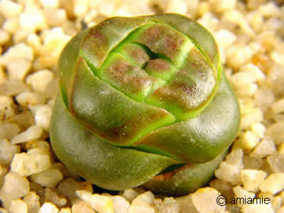 VERY RARE Crassula columnaris ssp prolifera Seeds - Succulents