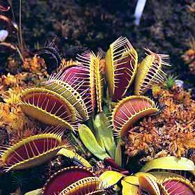 10 Venus Fly Trap + 5 Pitcher + 10 Sundew Seeds ~ Dionaea, Sarracenia, Drosera Variety Carnivorous