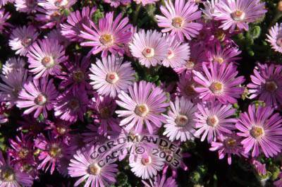 10 Mauve Iceplant - Drosanthemum striatum Seeds - Indigenous Succulents
