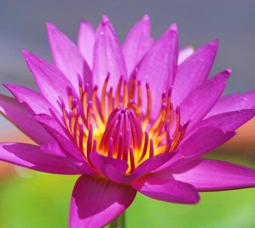 Pink Water Lily - Nymphaea capensis  - Water Plant Seeds