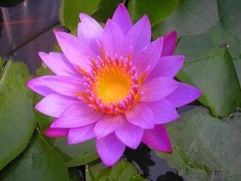 Purple Water Lily - Nymphaea capensis purple Seed
