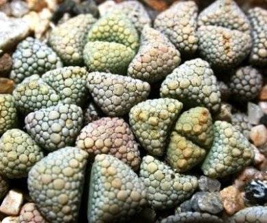 Titanopsis schwantesii Seeds - Succulents
