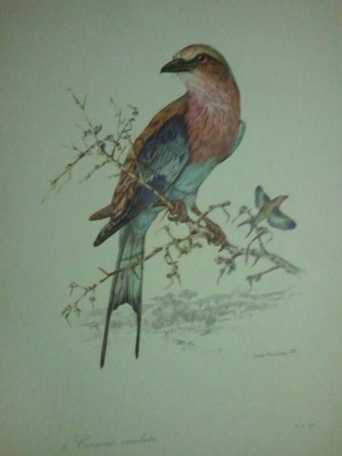 Origanal Dick Findley Prints-1959