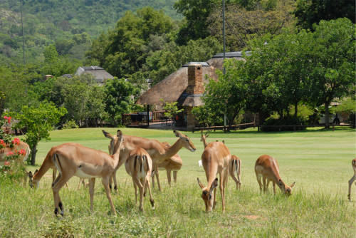 Kruger Park Lodge 29/05/2023 - 02/06/2023 4nights-4 sleeper Unit