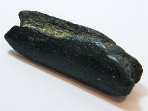 Antique piece of bone fossil