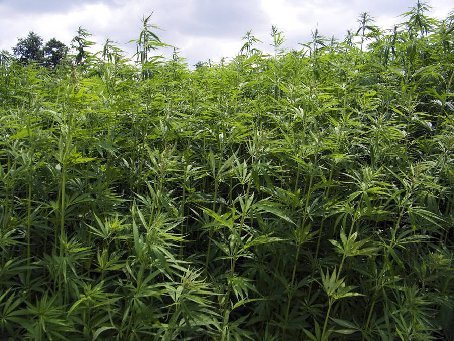 Buy 900mg [0% THC] Pure CBD Oil at Unbeatable Price