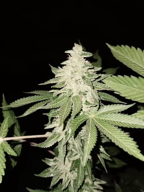 3 Fem Cannabis Seeds