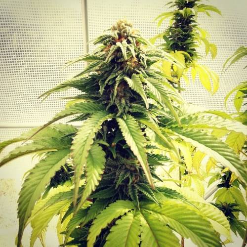 3 Fem Cannabis Seeds