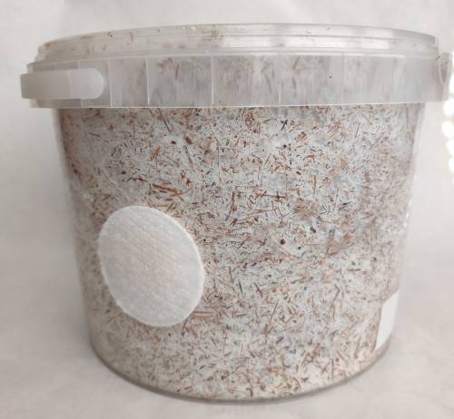 Grey oyster mushroom grow kit (5L/2.5kg)