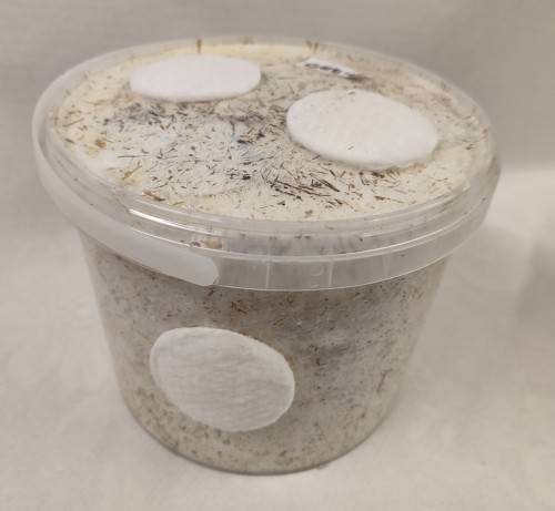 Grey oyster mushroom grow kit (5L/2.5kg)