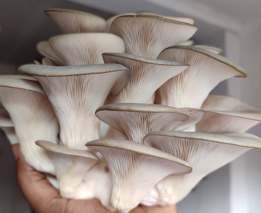 Pearl oyster mushroom grow kit (2.5L/1.25kg)