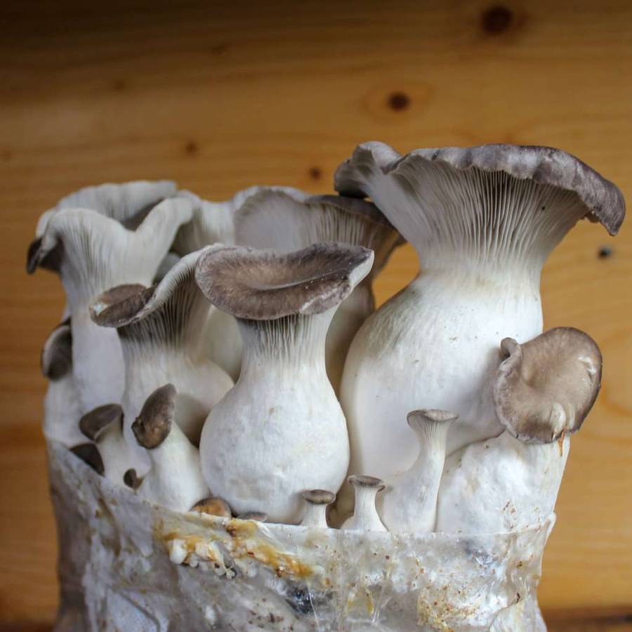 King Oyster Mushroom grow kit (2kg)