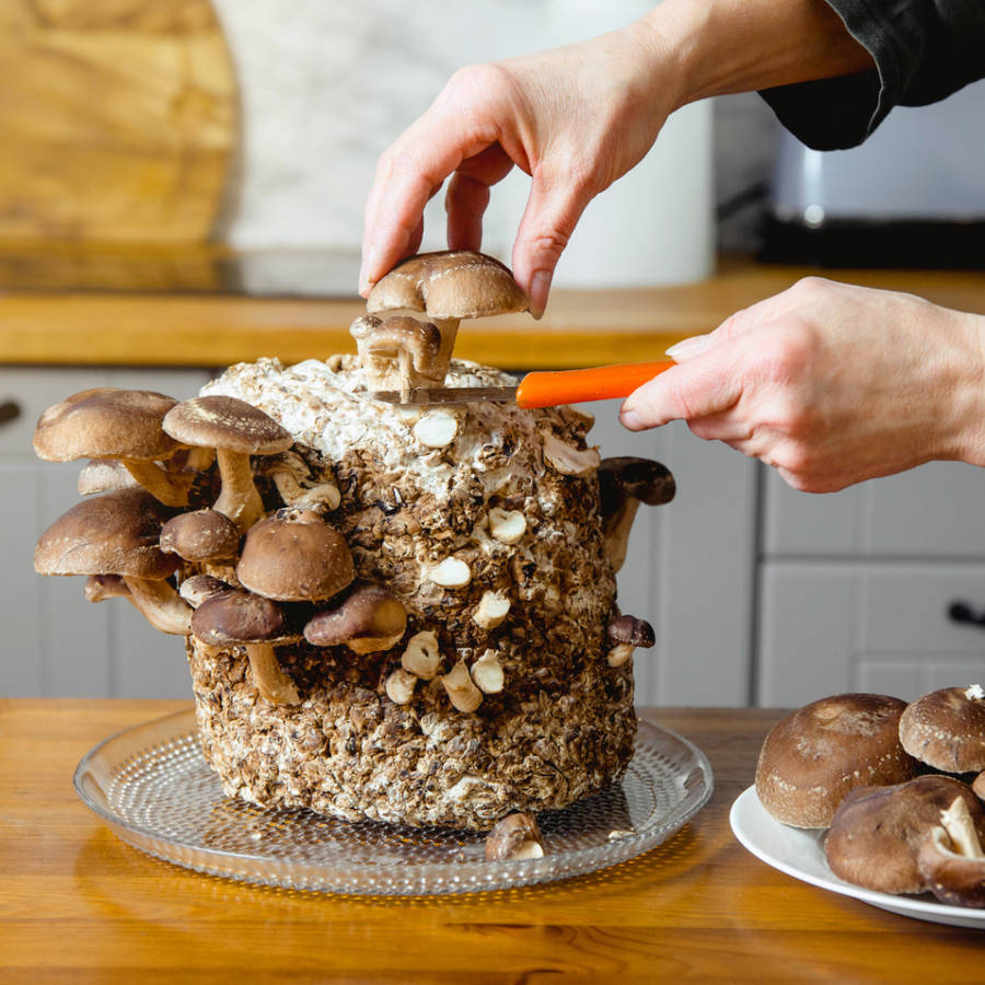 Shiitake Mushroom Grow Kit (5L/2.5kg)