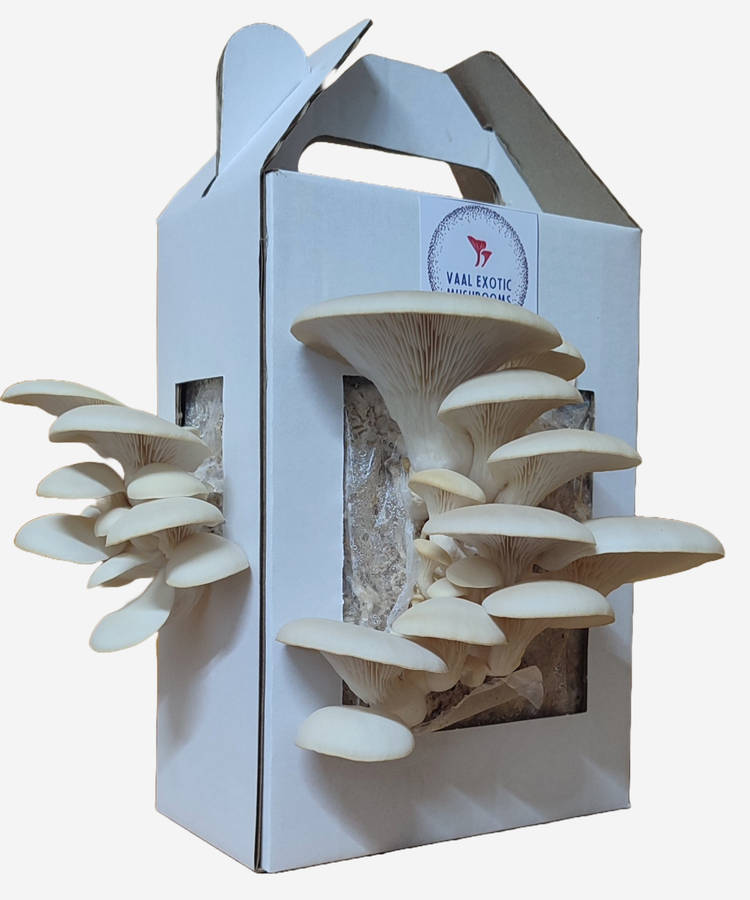 White Oyster Mushroom Grow Box - Kit