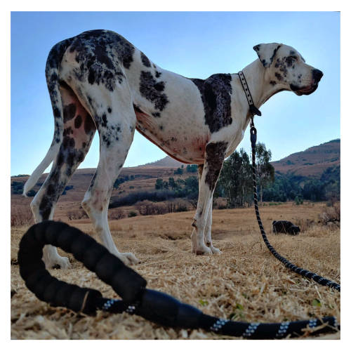 Yowie  Dog Leash / Lead  Heavy Duty, 1.8M Long, Padded Handle (Blue)