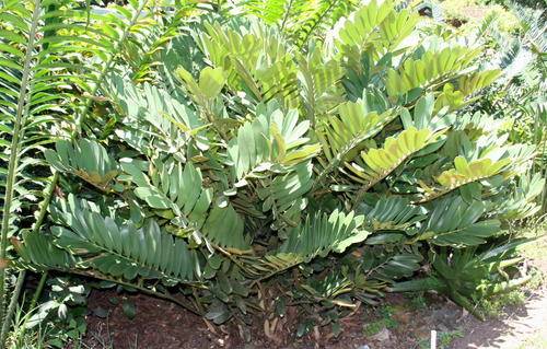 Zamia furfuracea seed
