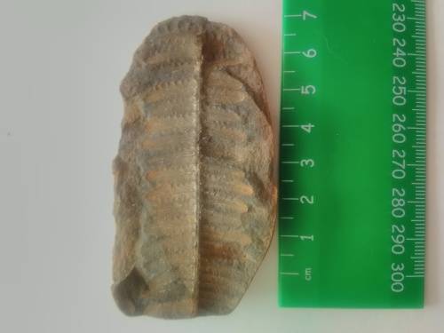 leaf fossil