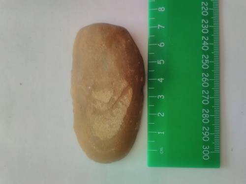 leaf fossil