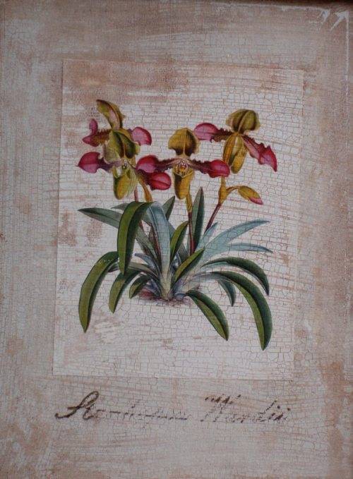 VINTAGE EFFECT - BEAUTIFUL ANTIQUED PRINT OF SLIPPER ORCHIDS IN FABULOUS ORNATE FRAME.