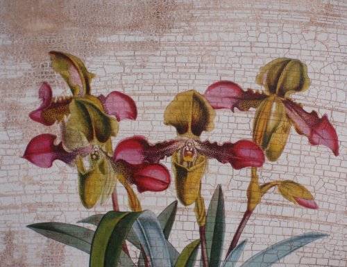 VINTAGE EFFECT - BEAUTIFUL ANTIQUED PRINT OF SLIPPER ORCHIDS IN FABULOUS ORNATE FRAME.