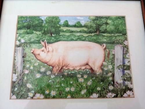 Stunning Pigs in Bloom Print `Large White` #
