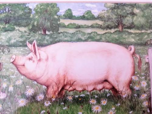 Stunning Pigs in Bloom Print `Large White` #